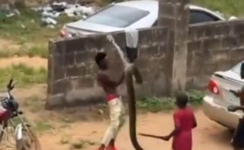 Man Celebrates as He K!lls 30-Foot Cobra in His Neighborhood (video)