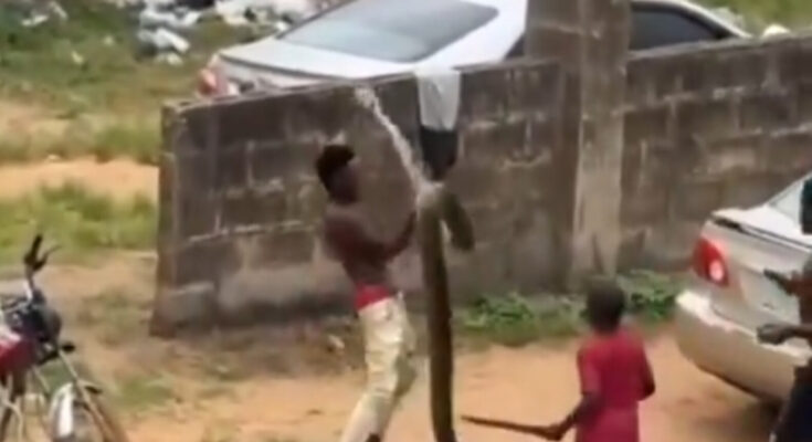 Man Celebrates as He K!lls 30-Foot Cobra in His Neighborhood (video)